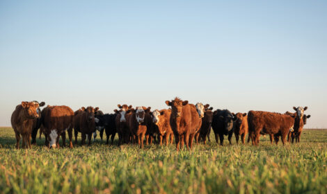 Raise Cattle on Small Acreage Image